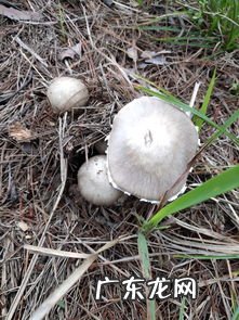 20种常见的食用菌竹荪 有毒野生菌类图片大全