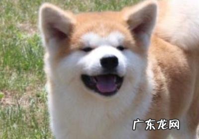 狗知道自己是狗吗 狗知道自己是狗吗 知乎