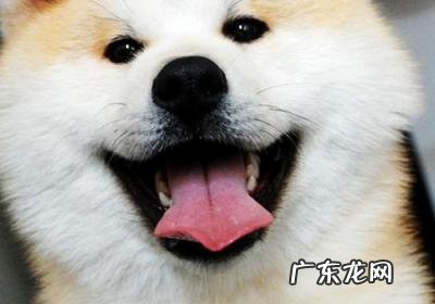 狗知道自己是狗吗 狗知道自己是狗吗 知乎