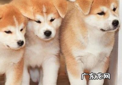 中国家禁养的26种狗 中国家禁养的26种狗图片