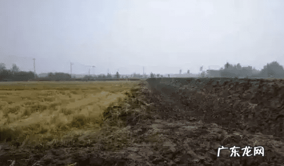 鱼缸养虾有什么好处 养虾的风水