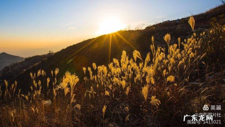 花椒树风水学是凶树吗 花椒树的风水