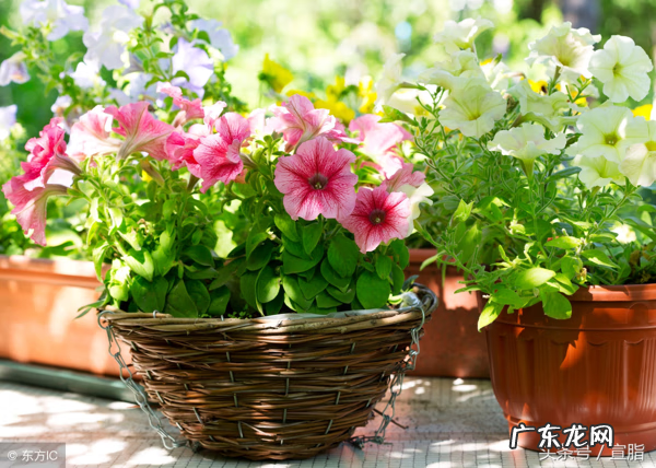 小学常用命题作文指导 小学作文指导方法