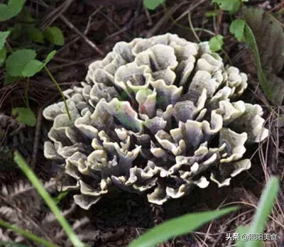 你觉得哪种蘑菇最好吃?