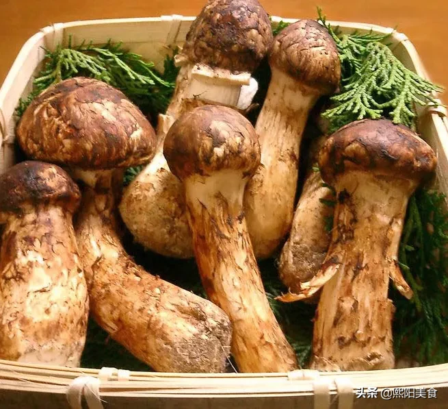 你觉得哪种蘑菇最好吃?