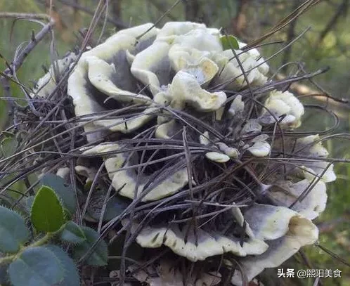 你觉得哪种蘑菇最好吃?