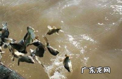 2020年放生吉日时间表 2020年放生吉日时间表图片