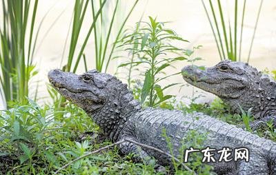 白鳍豚到底叫什么 白鳍豚有关资料