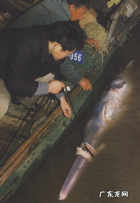 白鳍豚到底叫什么 白鳍豚有关资料