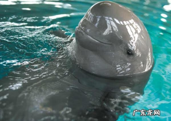 白鳍豚到底叫什么 白鳍豚有关资料
