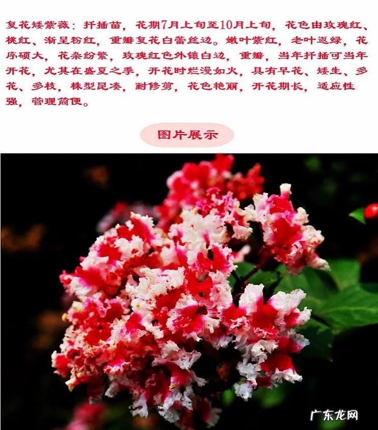 银薇树的价值 银薇树种植风水讲究