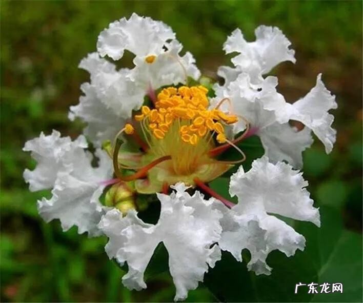 银薇树的价值 银薇树种植风水讲究