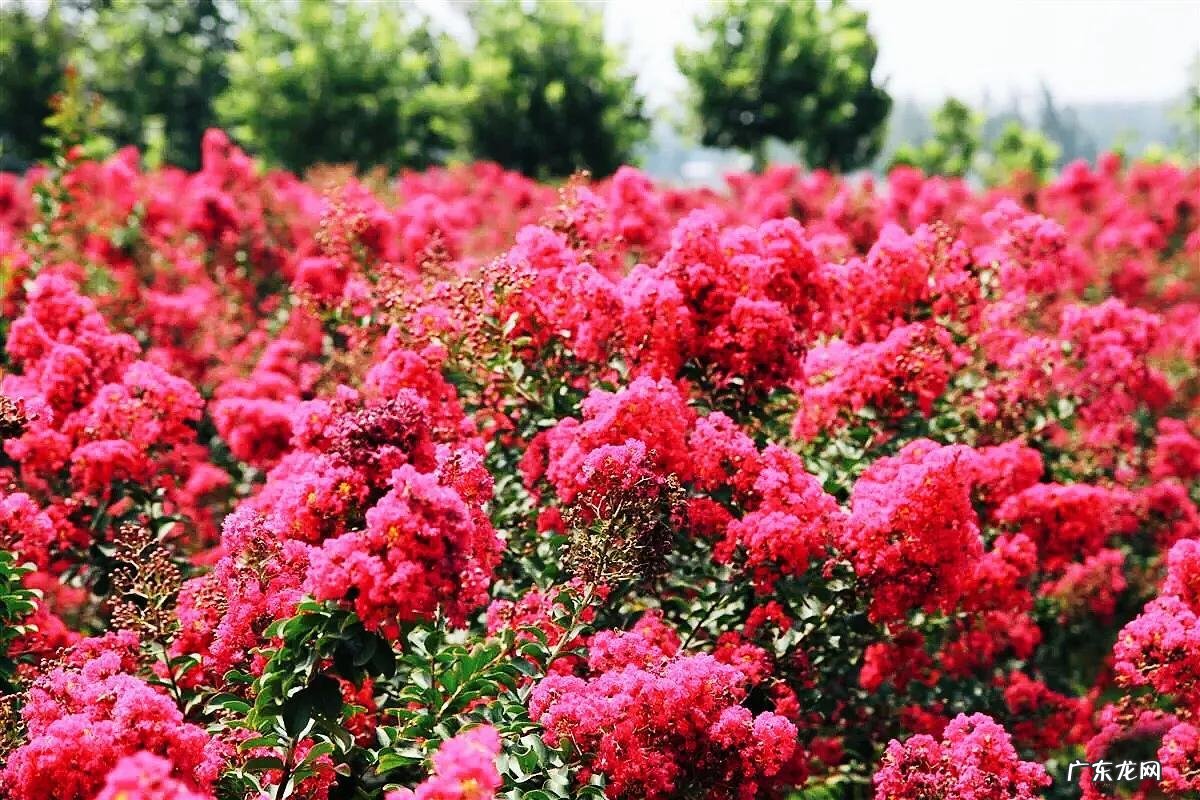 银薇树的价值 银薇树种植风水讲究