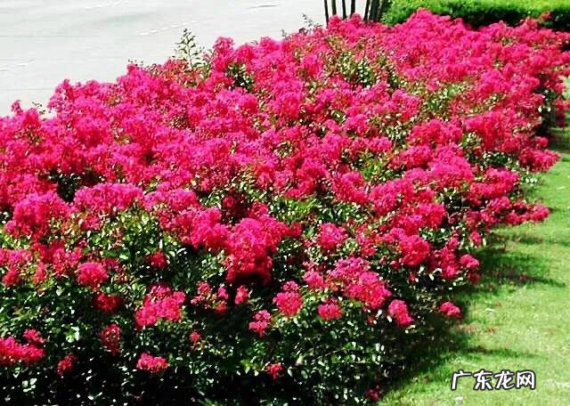 银薇树的价值 银薇树种植风水讲究