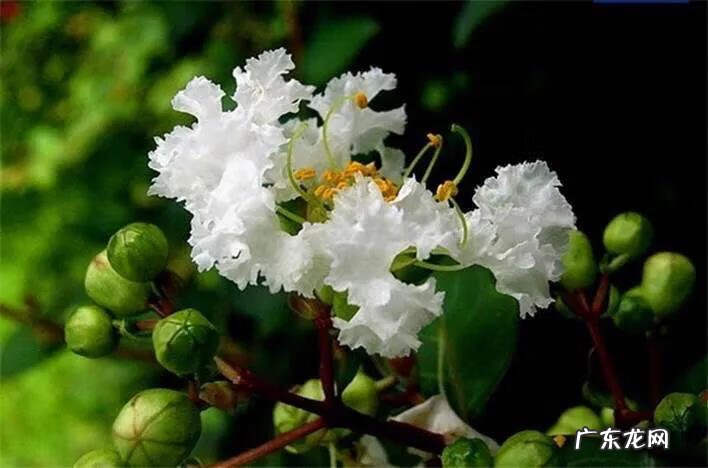 银薇树的价值 银薇树种植风水讲究