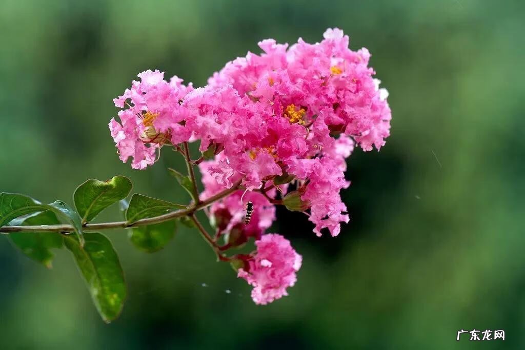 银薇树的价值 银薇树种植风水讲究