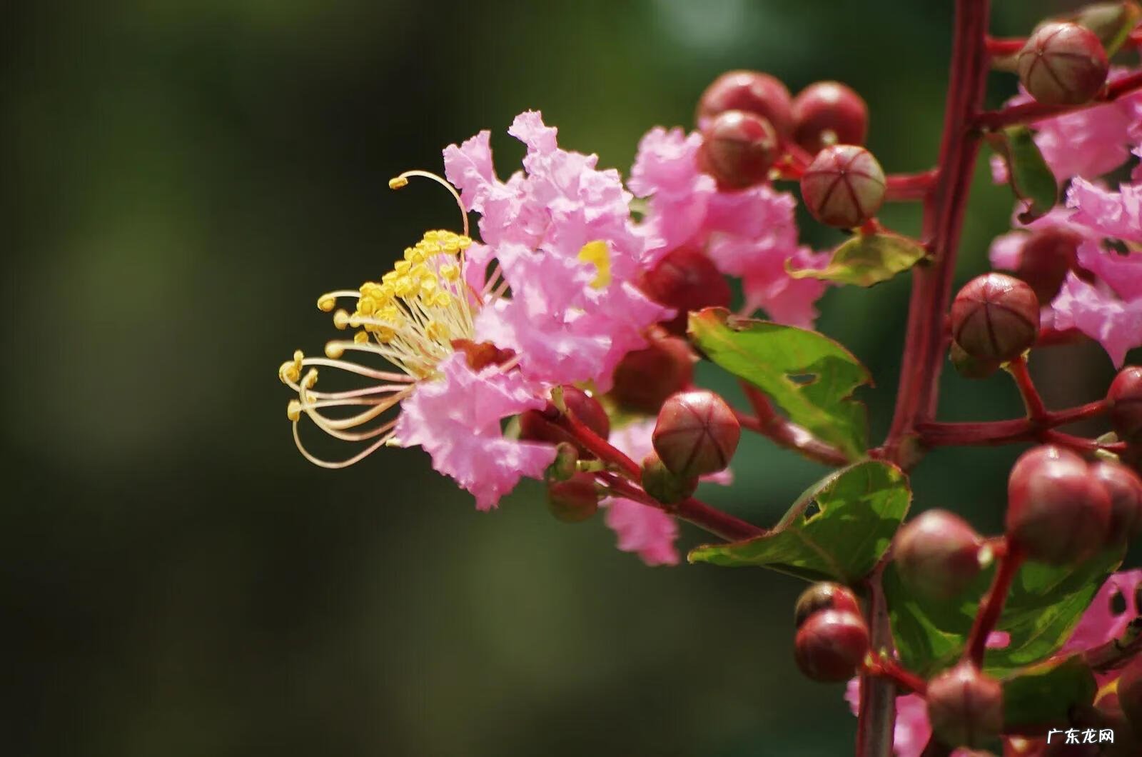 银薇树的价值 银薇树种植风水讲究