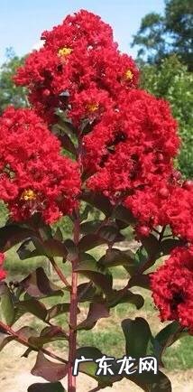 银薇树的价值 银薇树种植风水讲究