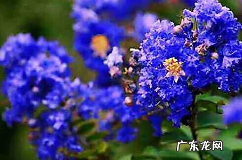 银薇树的价值 银薇树种植风水讲究