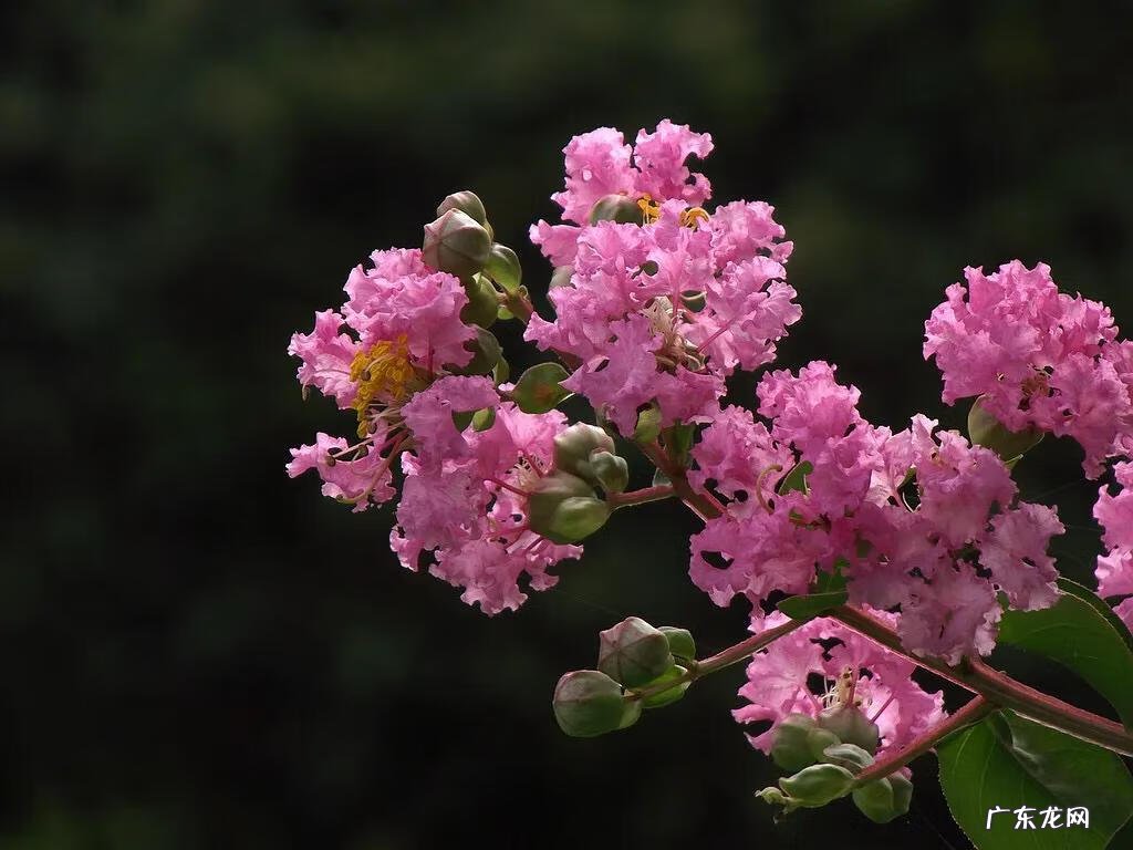 银薇树的价值 银薇树种植风水讲究