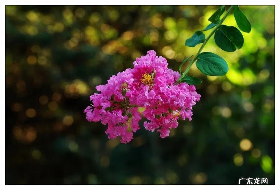 银薇树的价值 银薇树种植风水讲究