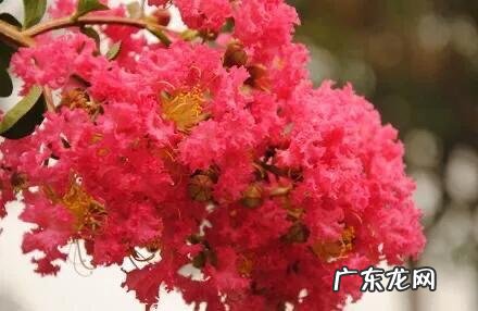 银薇树的价值 银薇树种植风水讲究