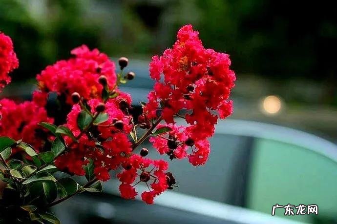 银薇树的价值 银薇树种植风水讲究