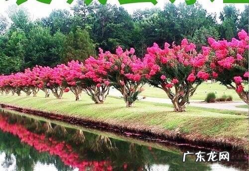 银薇树的价值 银薇树种植风水讲究