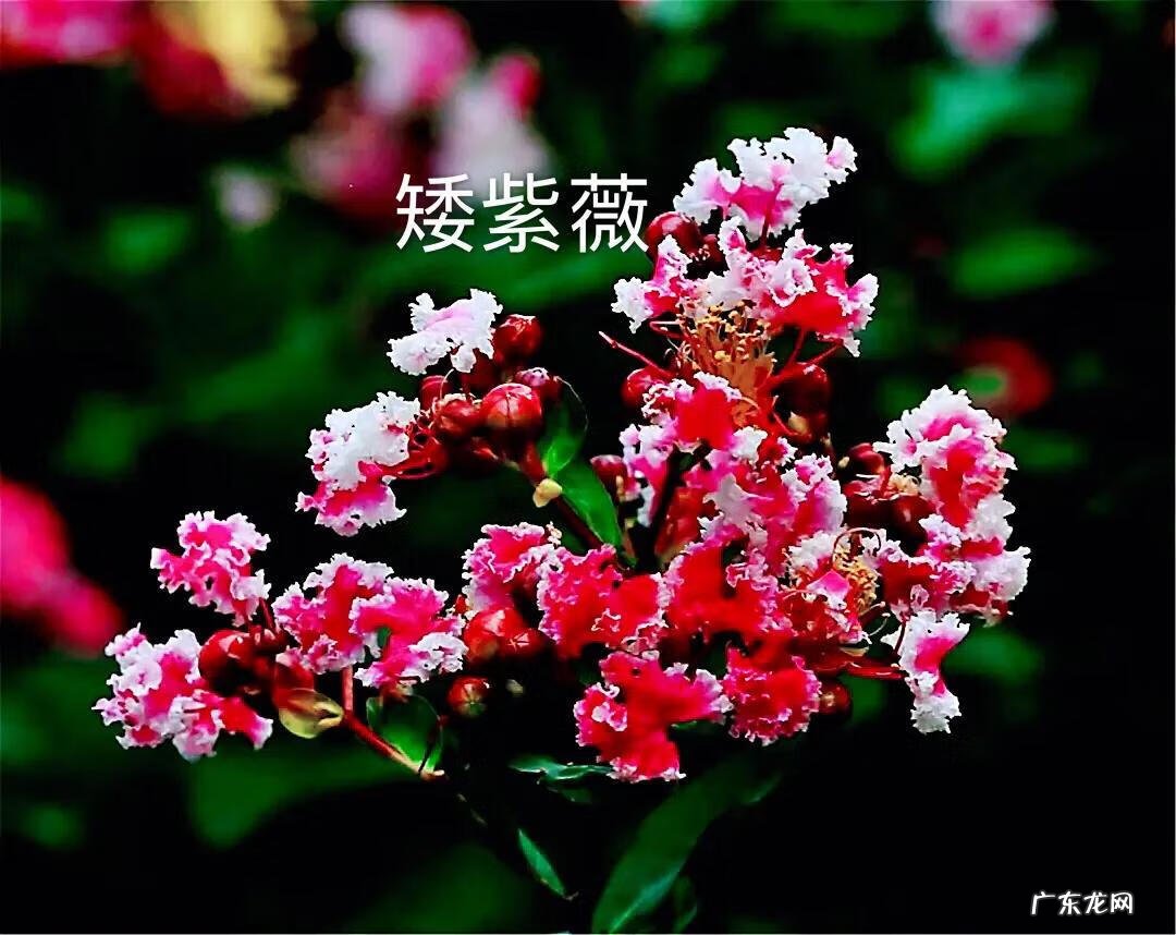 银薇树的价值 银薇树种植风水讲究