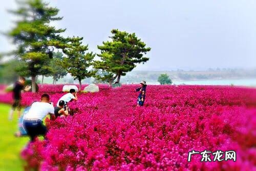 银薇树的价值 银薇树种植风水讲究
