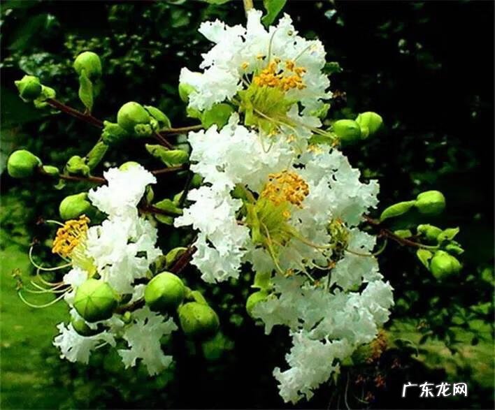 银薇树的价值 银薇树种植风水讲究