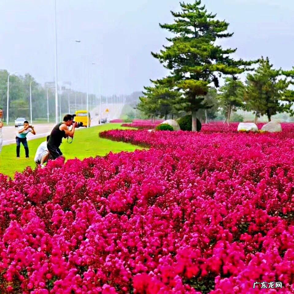 银薇树的价值 银薇树种植风水讲究