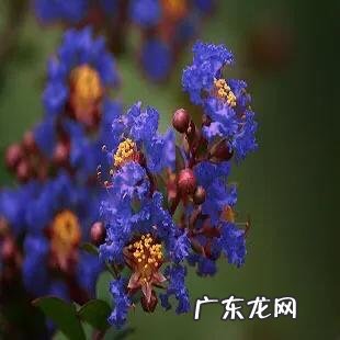 银薇树的价值 银薇树种植风水讲究