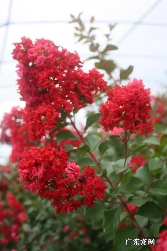 银薇树的价值 银薇树种植风水讲究