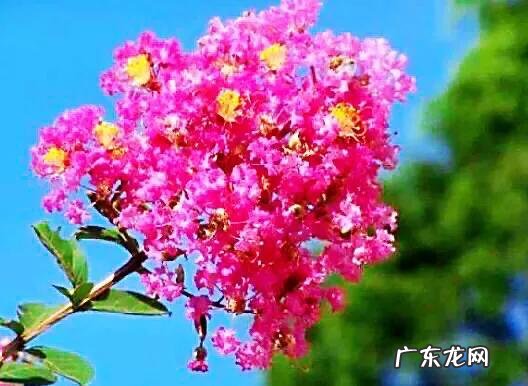 银薇树的价值 银薇树种植风水讲究