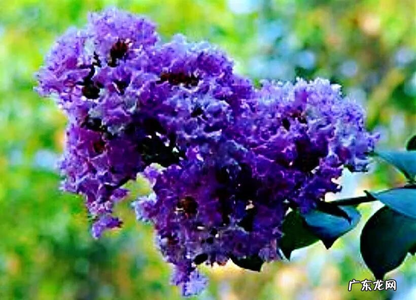 银薇树的价值 银薇树种植风水讲究