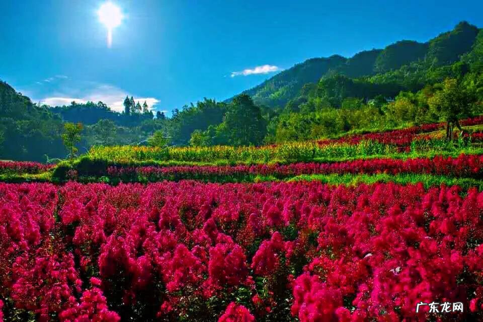 银薇树的价值 银薇树种植风水讲究