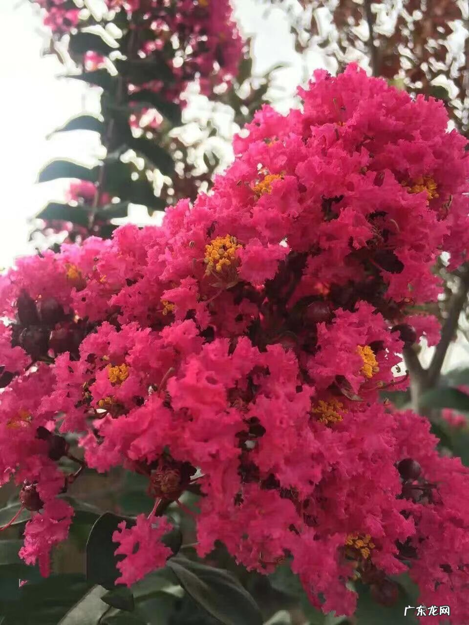 银薇树的价值 银薇树种植风水讲究