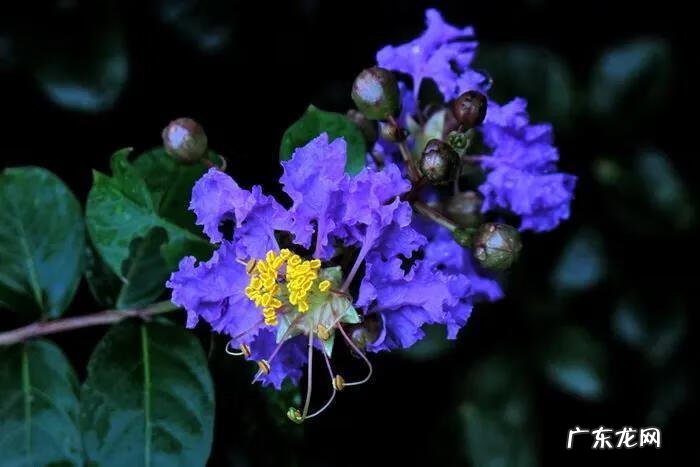 银薇树的价值 银薇树种植风水讲究