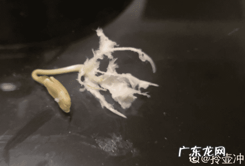 葫芦掉下来风水说法 风水葫芦掉下来好吗