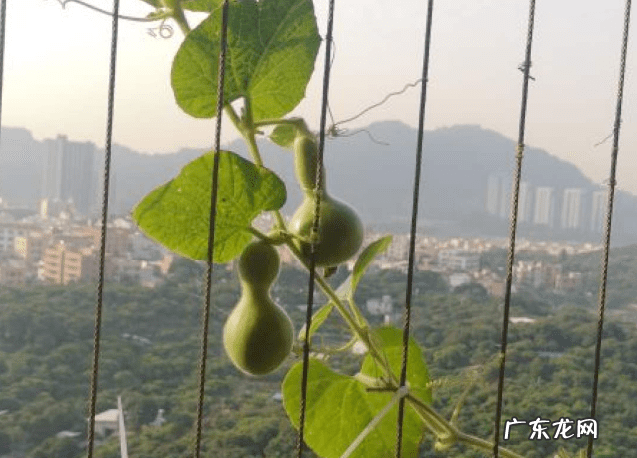 葫芦掉下来风水说法 风水葫芦掉下来好吗