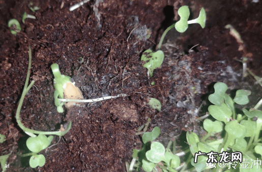 葫芦掉下来风水说法 风水葫芦掉下来好吗