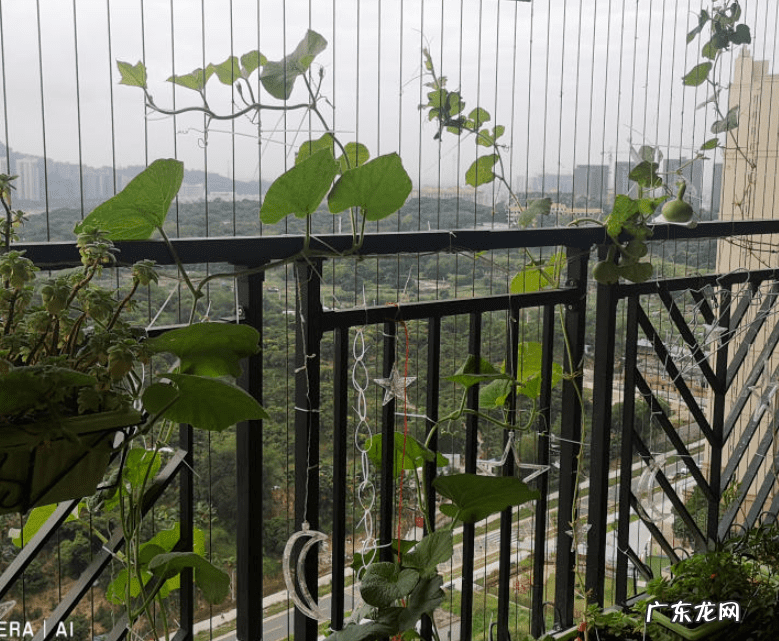 葫芦掉下来风水说法 风水葫芦掉下来好吗