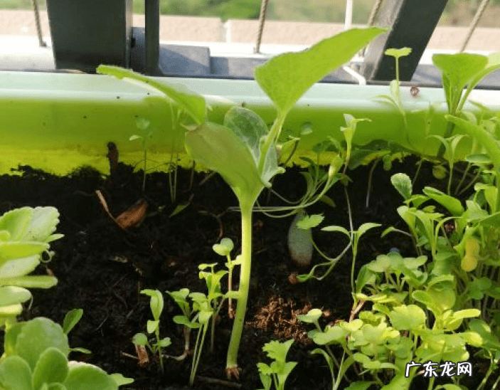 葫芦掉下来风水说法 风水葫芦掉下来好吗