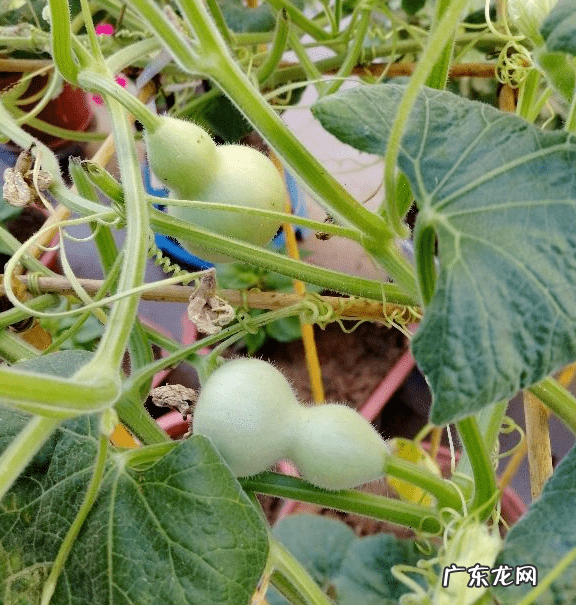 葫芦掉下来风水说法 风水葫芦掉下来好吗