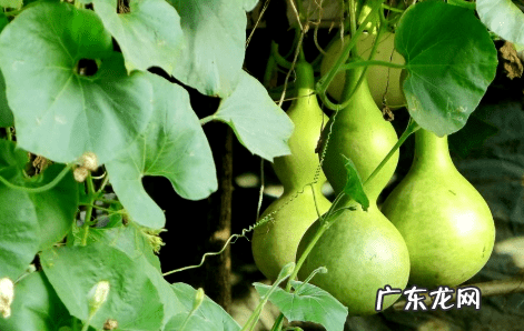 葫芦掉下来风水说法 风水葫芦掉下来好吗
