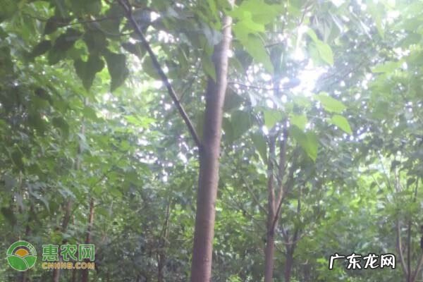 黄金楸树 金丝楸树与楸树区别