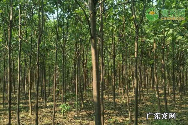 黄金楸树 金丝楸树与楸树区别