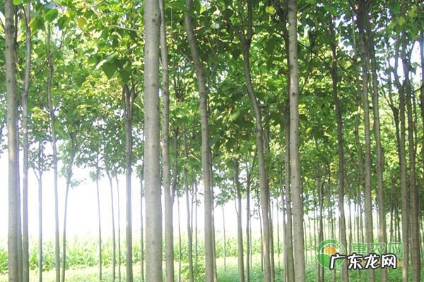 黄金楸树 金丝楸树与楸树区别