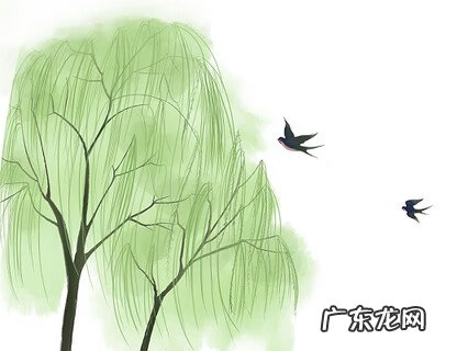 柏树是松树的一种吗 柏树是风水树吗